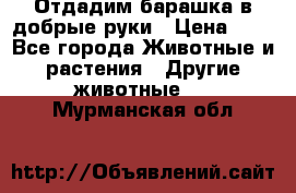 Отдадим барашка в добрые руки › Цена ­ 1 - Все города Животные и растения » Другие животные   . Мурманская обл.